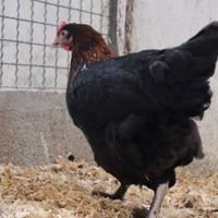 Galline marans, Oliver,araucane