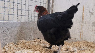 Galline marans, Oliver,araucane