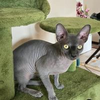 Gatto per la monta