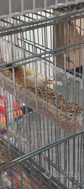cardinalini silice 