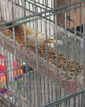 cardinalini silice 