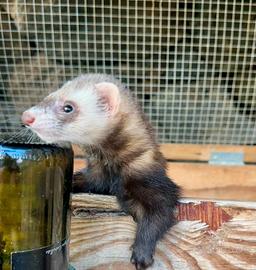 Furetto domestico caccia