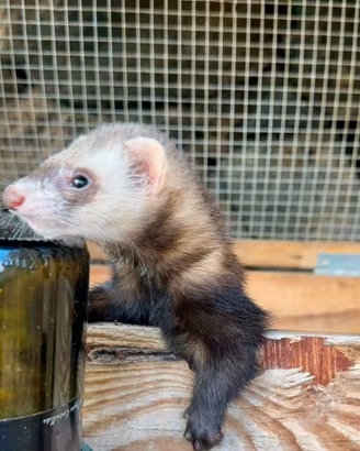 Furetto domestico caccia