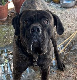 Cane corso primo accoppiamento