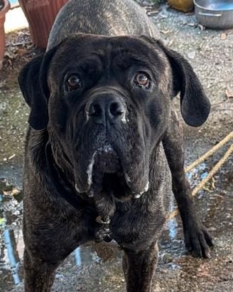 Cane corso primo accoppiamento
