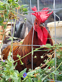 Galline dalle uova COLORATE UOVA PULCINI