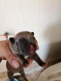 Bulldog francese 