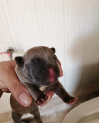 Bulldog francese 