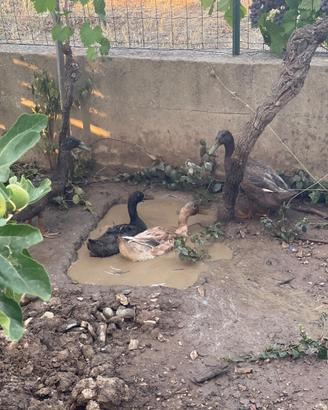 Galline Moroseta nana olandese ciuffata faraona an