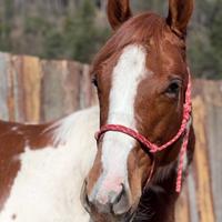 Puledra Paint Horse Sorrel Tobiano da Reining