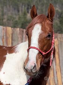 Puledra Paint Horse Sorrel Tobiano da Reining