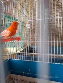 Canarino rosso