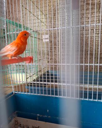 Canarino rosso