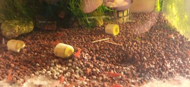 Neocaridine Red Cherry