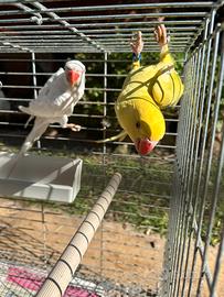 Coppia parrocchetti dal collare 2025