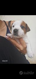 Jack Russell