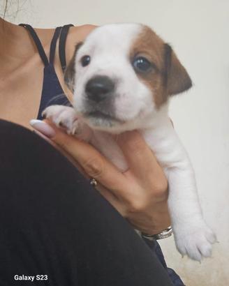 Jack Russell