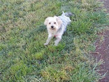 Morkie per Monta
