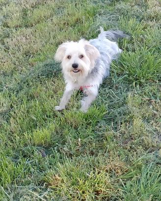 Morkie per Monta