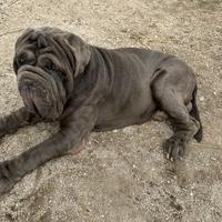 Mastino napoletano con pedigree