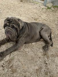 Mastino napoletano con pedigree
