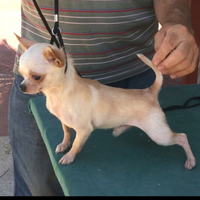 Stallone Chihuahua Paco