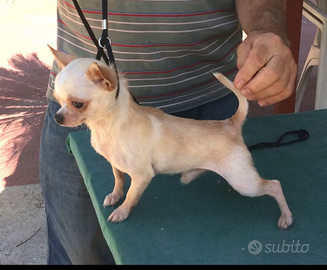 Stallone Chihuahua Paco