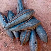 piombi da surfcasting 