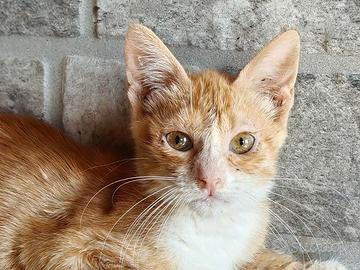 Gattino trovatello