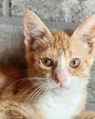 Gattino trovatello