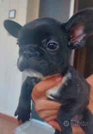 Buldog francese 2 cuccioli