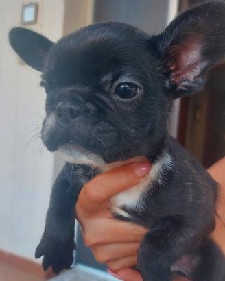 Buldog francese 2 cuccioli
