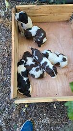 Springer Spaniel Inglese