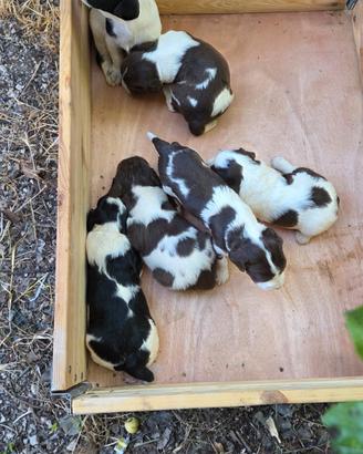 Springer Spaniel Inglese