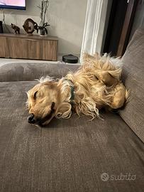 Cocker spaniel per monta