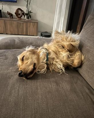 Cocker spaniel per monta