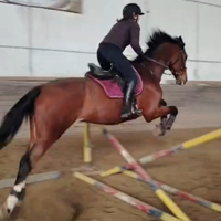 Castrone sella italiano