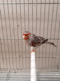 Canarino agata rosso mosaico