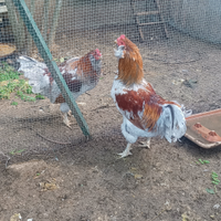 Gallo incrocio Marans Auracana