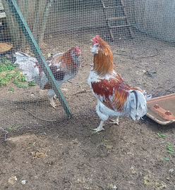 Gallo incrocio Marans Auracana
