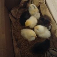 Pulcini ti tre giorni