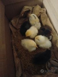 Pulcini ti tre giorni