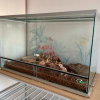 Teca grande per rettili - CREAS🇮🇹 Made in Italy