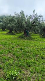 Uliveto