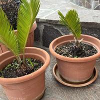 Cicas 15 € a pianta Infernetto Roma