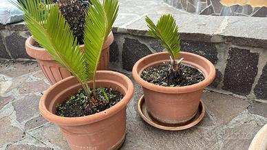 Cicas 15 € a pianta Infernetto Roma