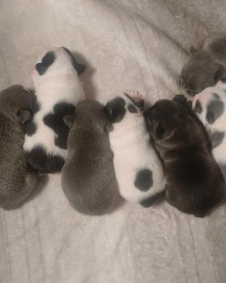Bulldog Francese