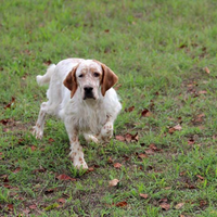 Setter Inglese caccia in montanga