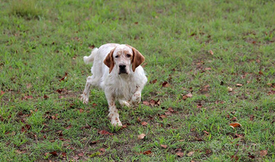 Setter Inglese caccia in montanga