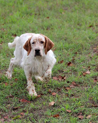 Setter Inglese caccia in montanga